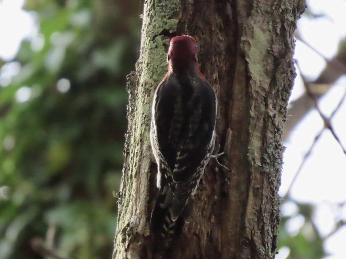 Red-breasted Sapsucker - ML644620819