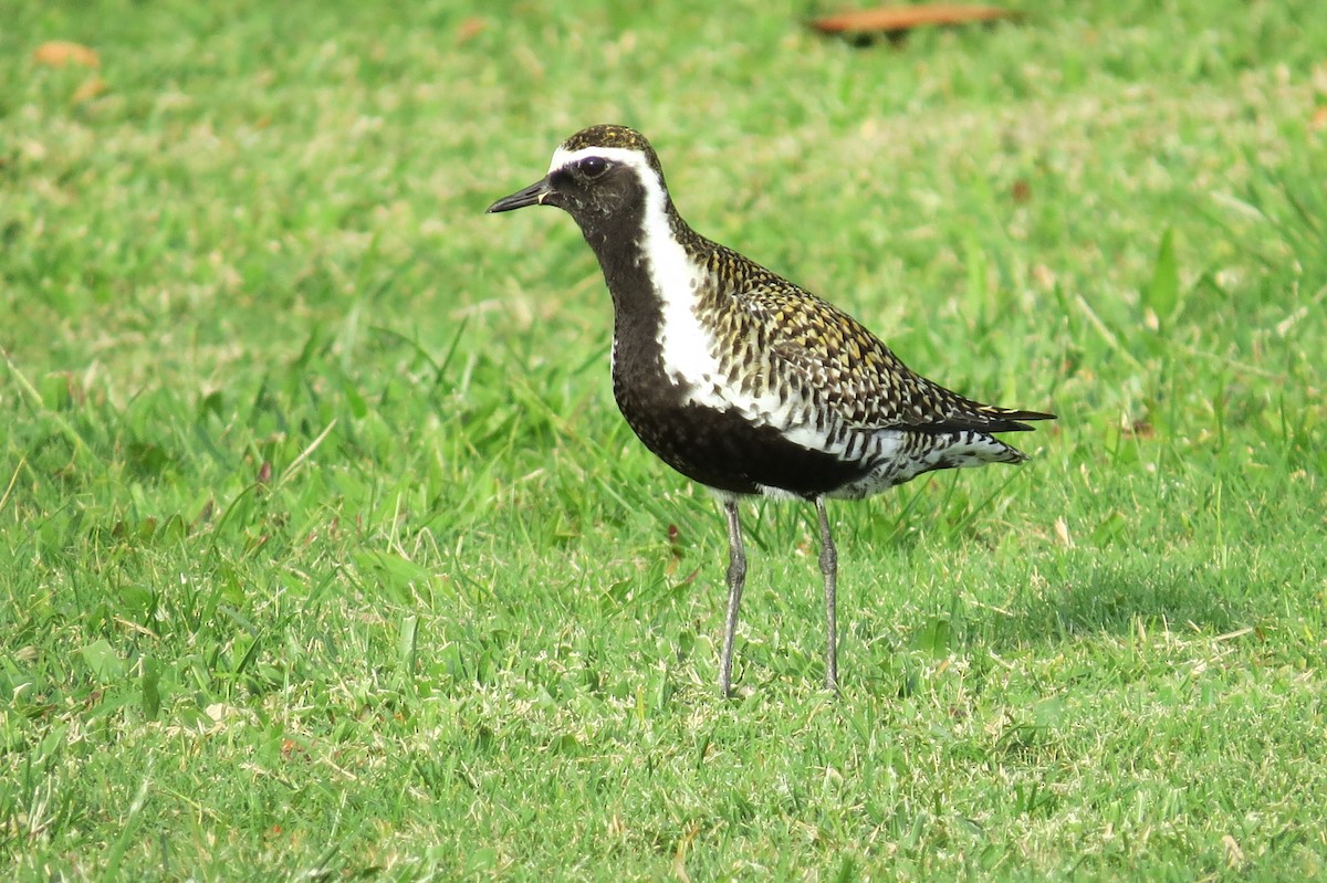 sibirlo - ML644620834