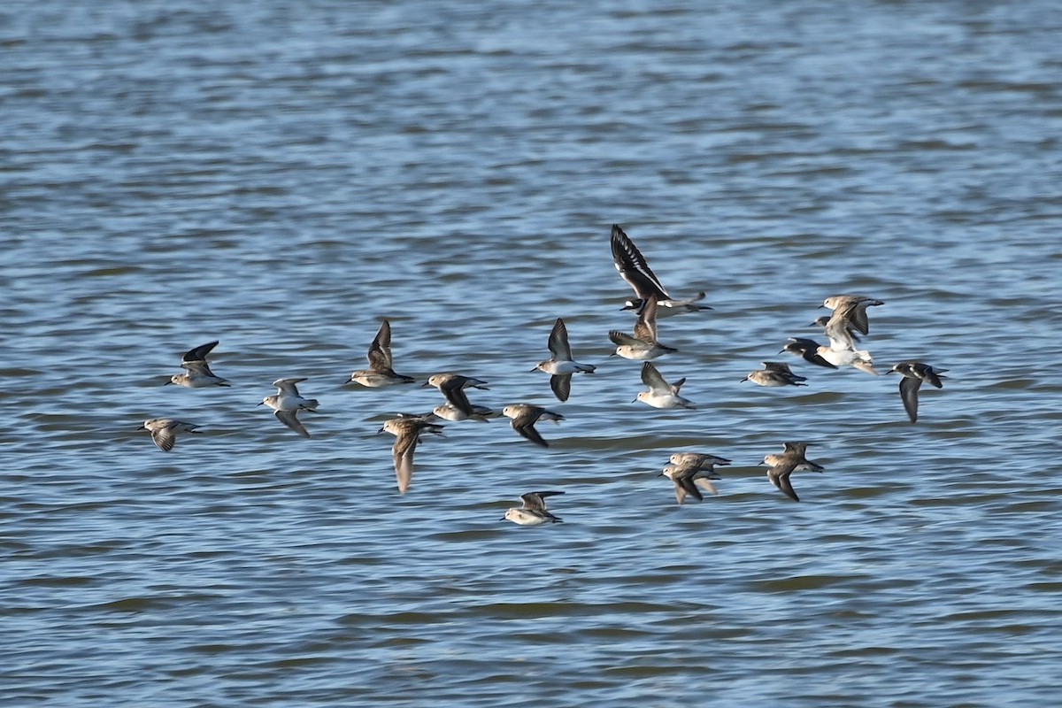 jespák drobný - ML644620840