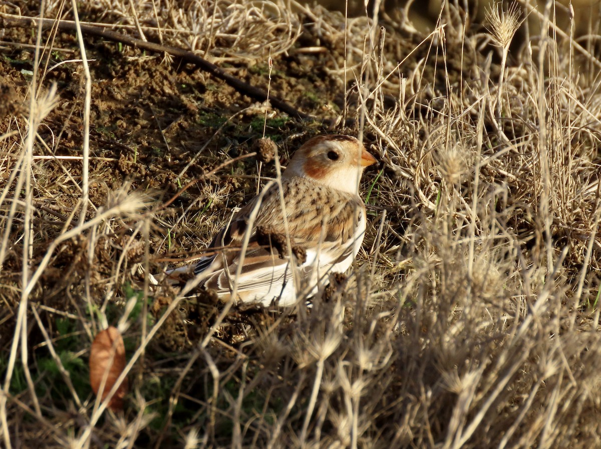 Snow Bunting - ML644620843