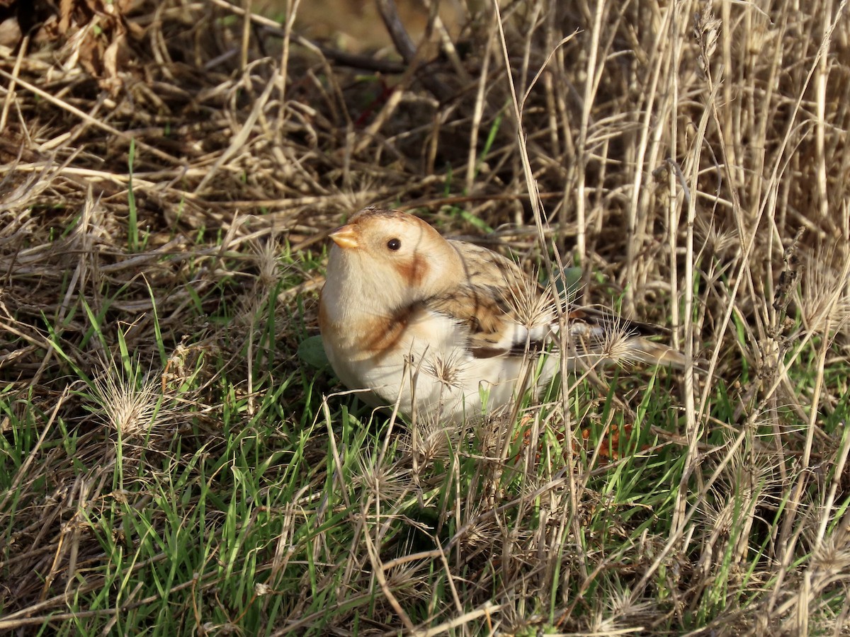 Snow Bunting - ML644620844