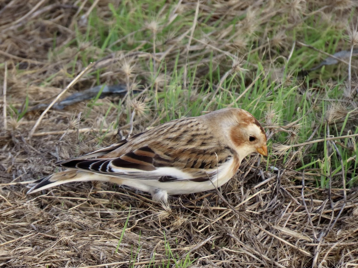 Snow Bunting - ML644620845
