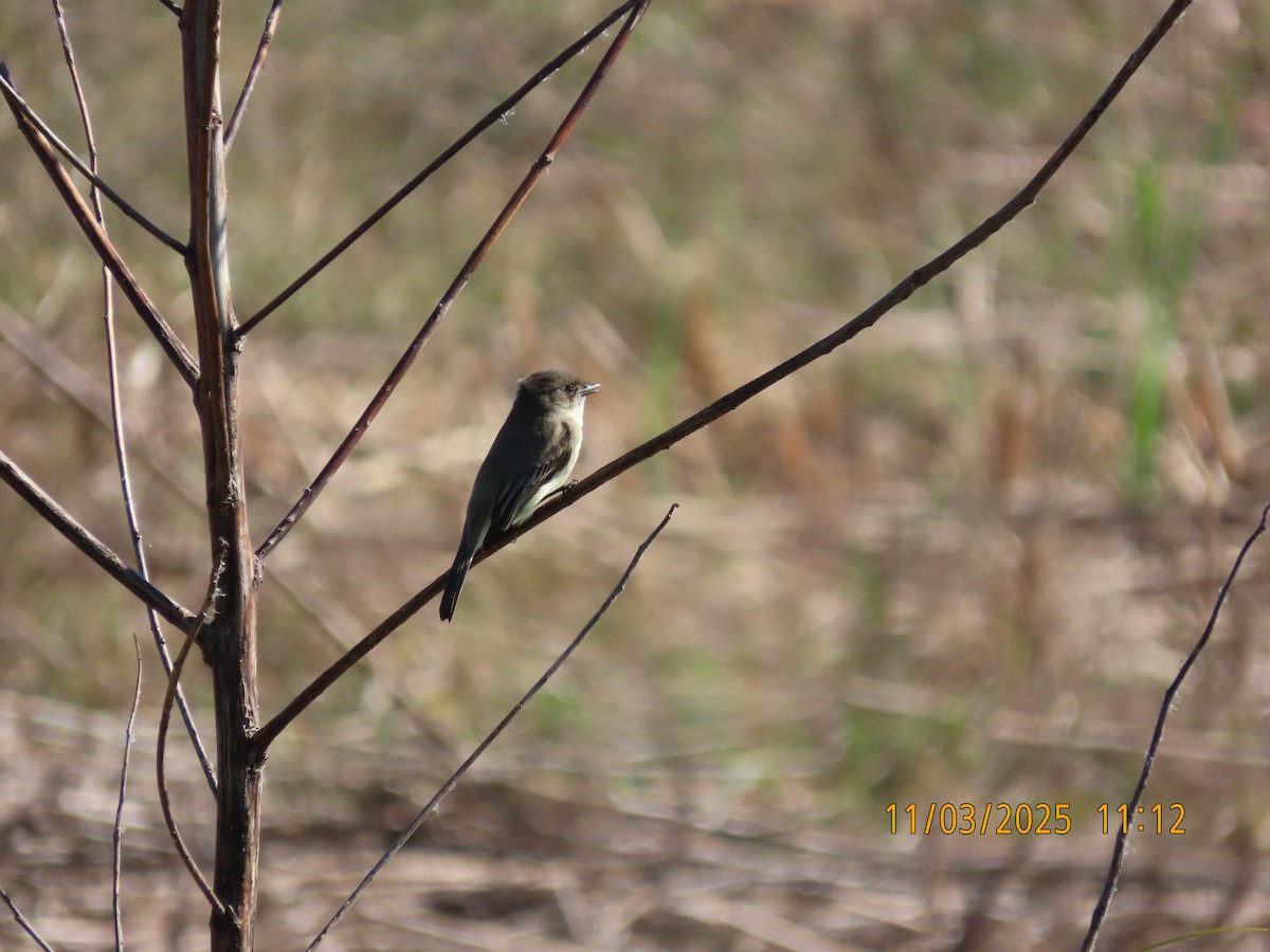 Mosquero Fibí - ML644620847