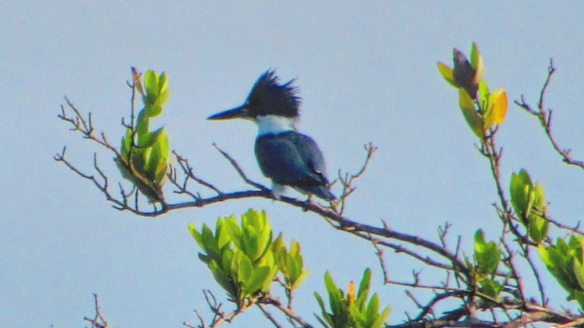 rybařík obojkový - ML644620855