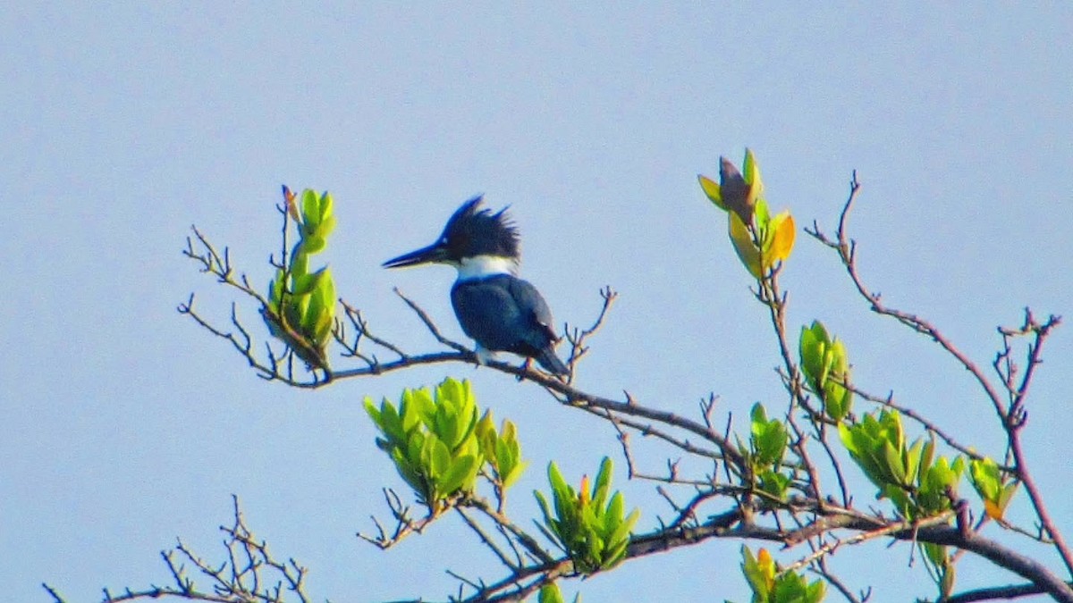 rybařík obojkový - ML644620858