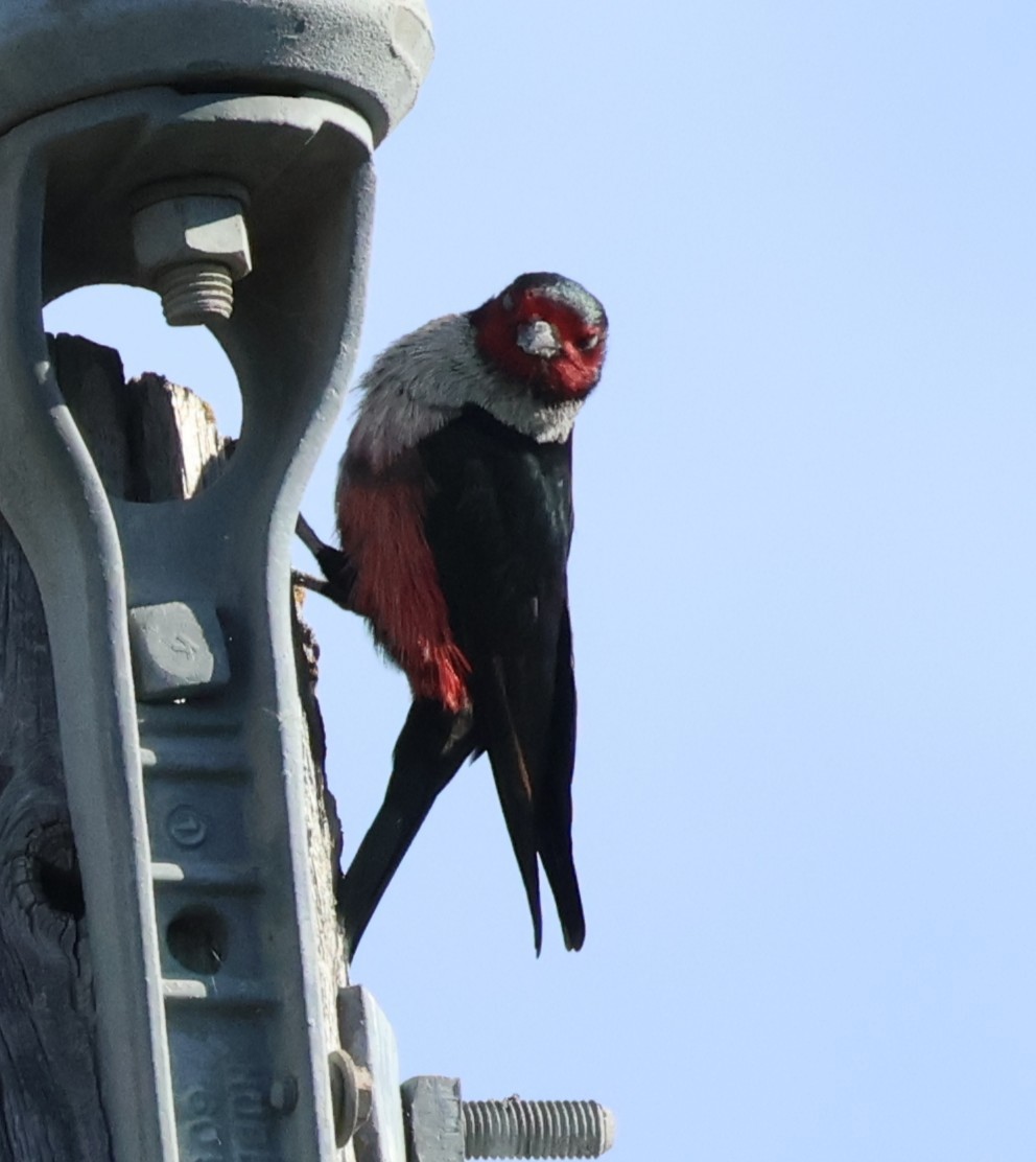 fluesnapperspett - ML644620865