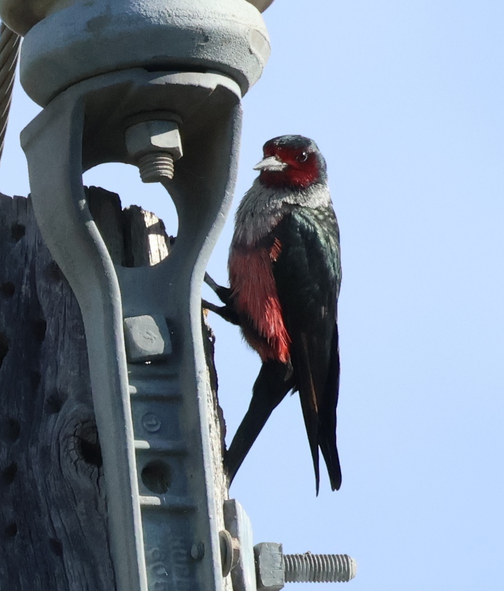 fluesnapperspett - ML644620866