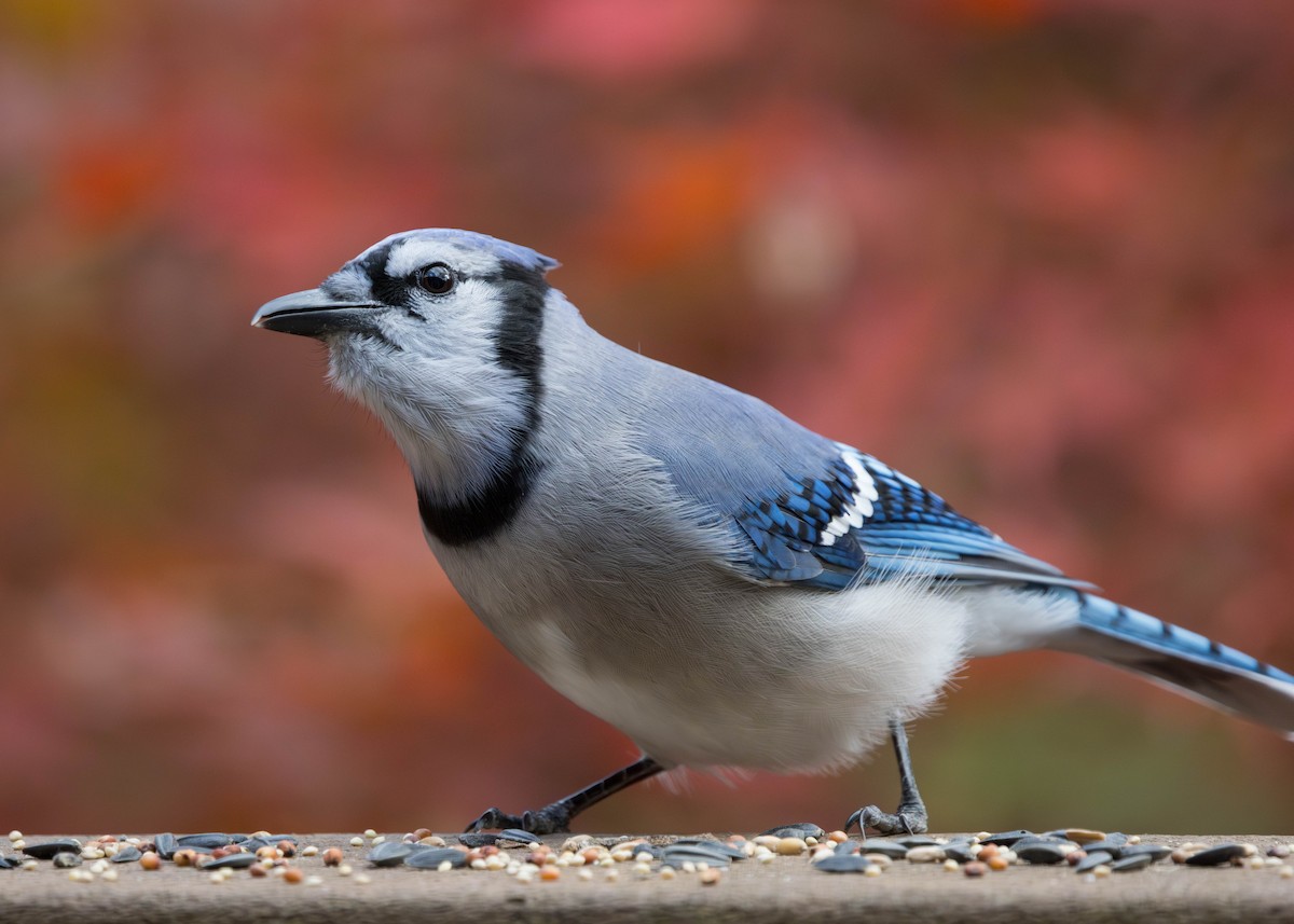 Blue Jay - ML644620868