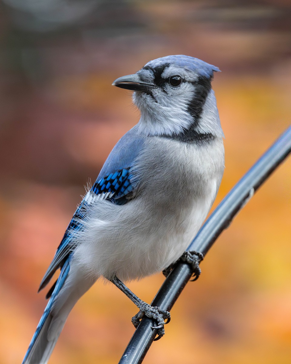 Blue Jay - ML644620869