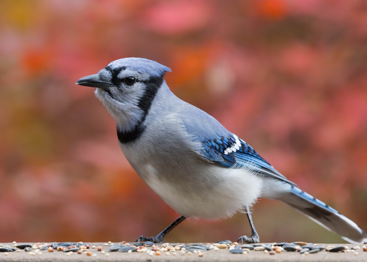Blue Jay - ML644620870