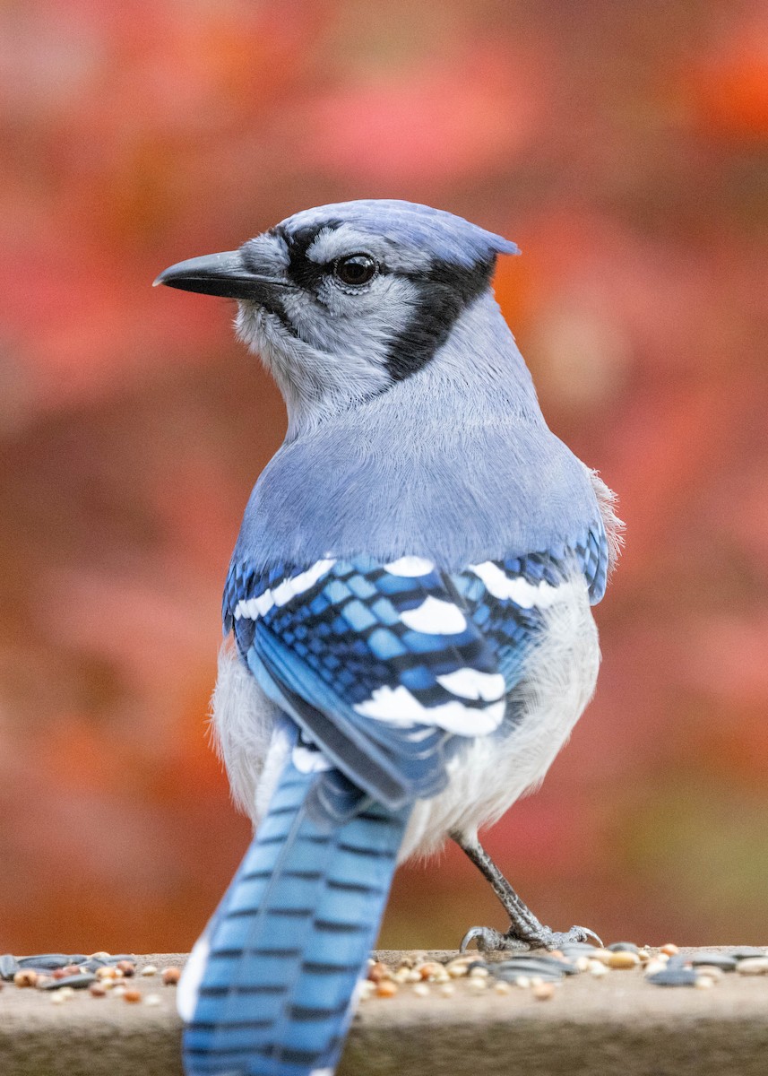 Blue Jay - ML644620871
