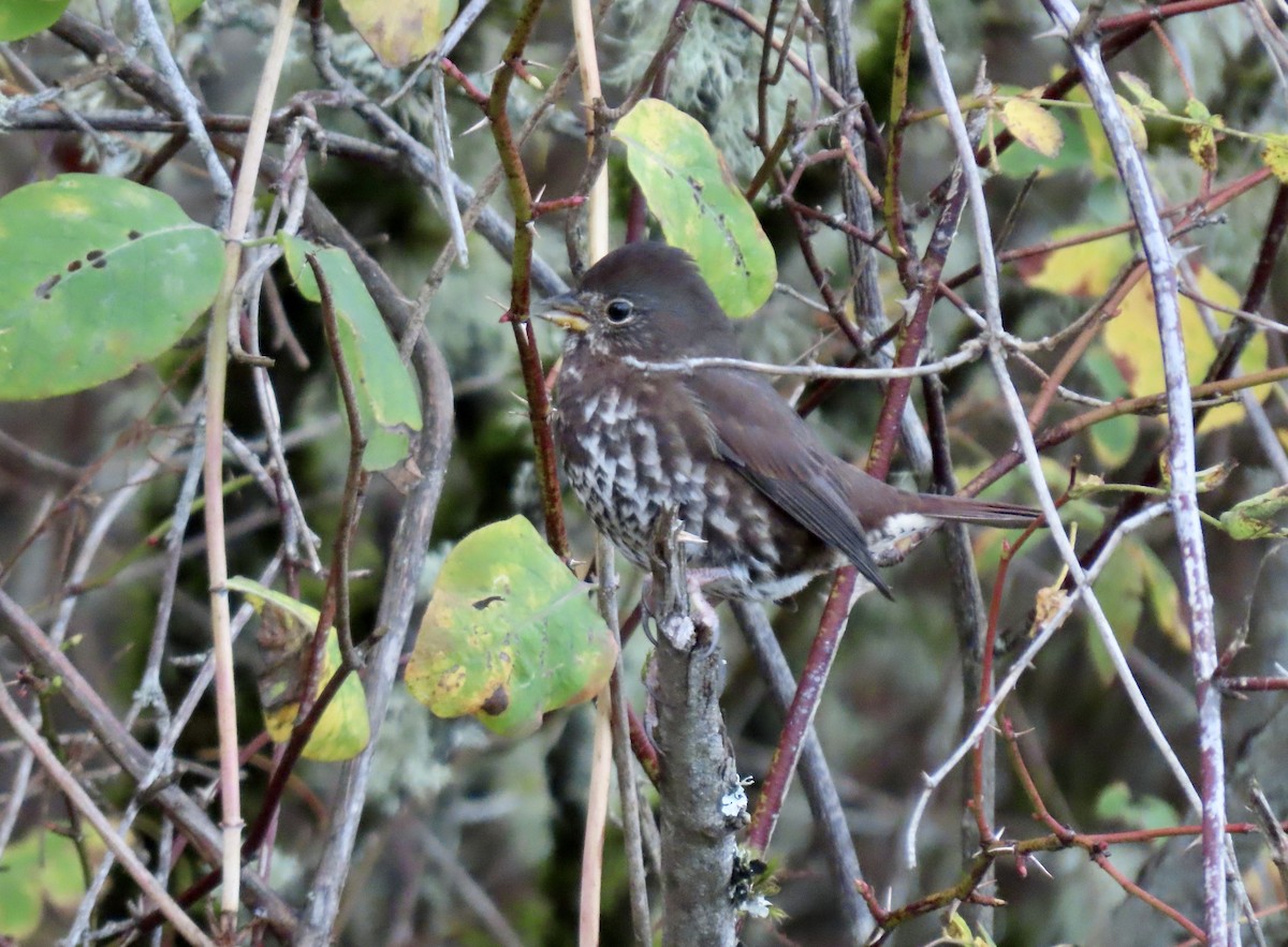 Fox Sparrow (Sooty) - ML644620874