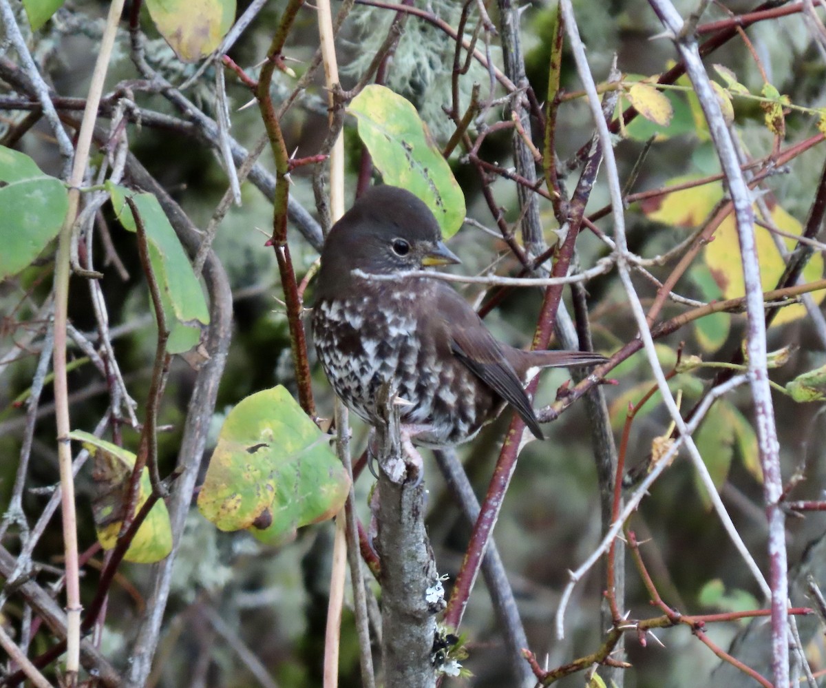 Fox Sparrow (Sooty) - ML644620875