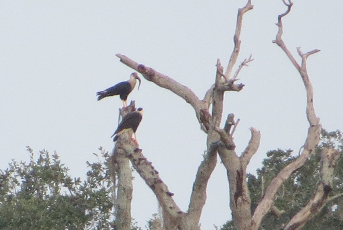 Crested Caracara - ML644620880