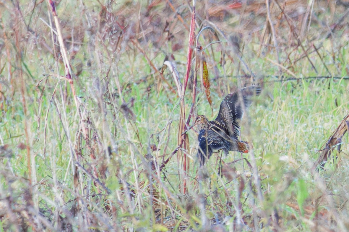 Wilson's Snipe - ML644620884