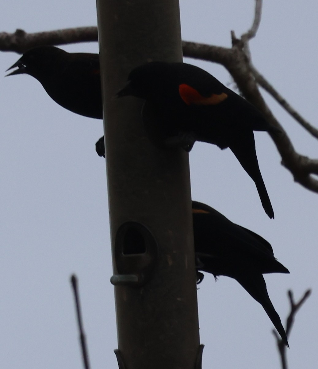 Red-winged Blackbird - ML644620897