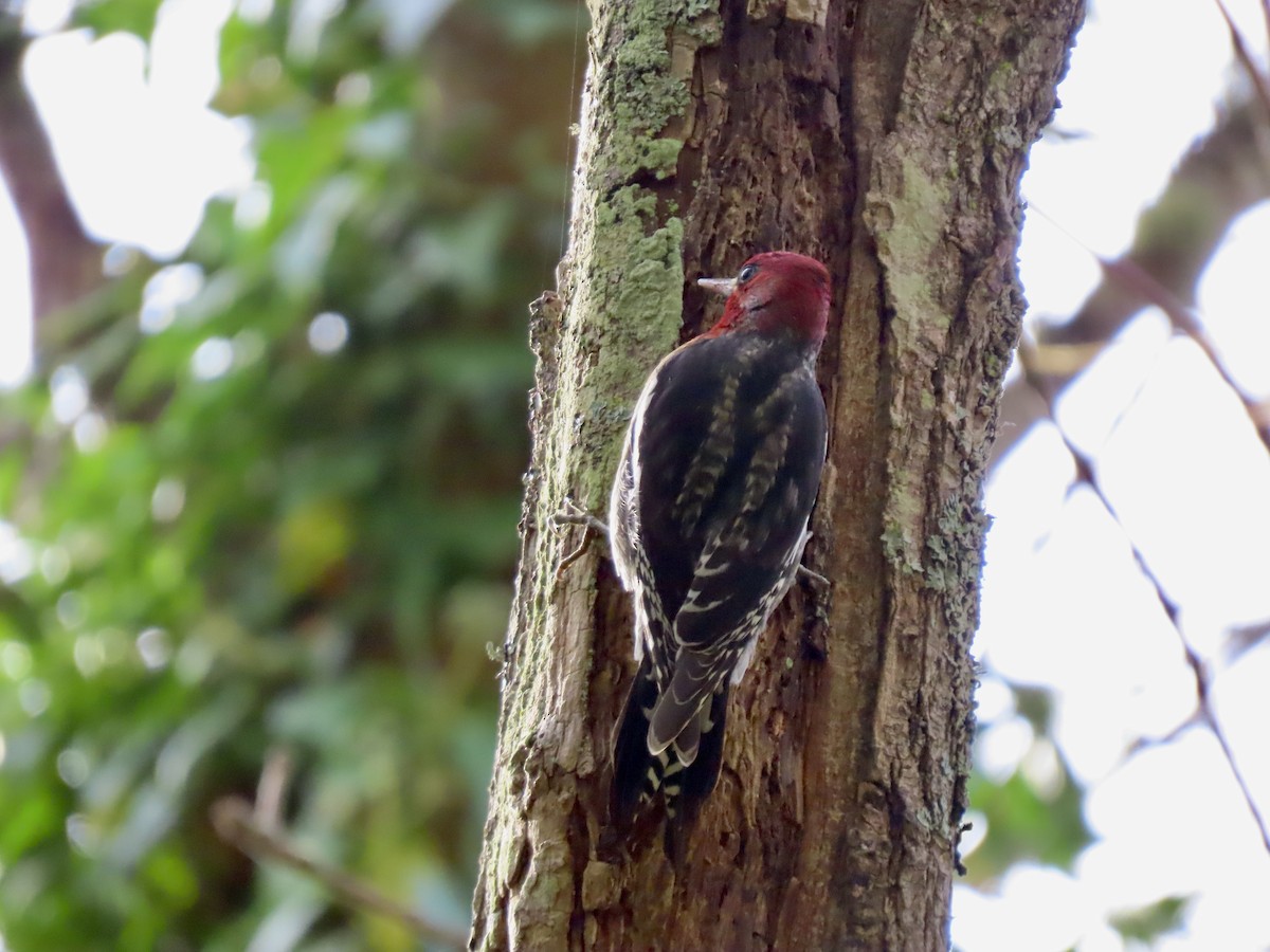 Red-breasted Sapsucker - ML644620899