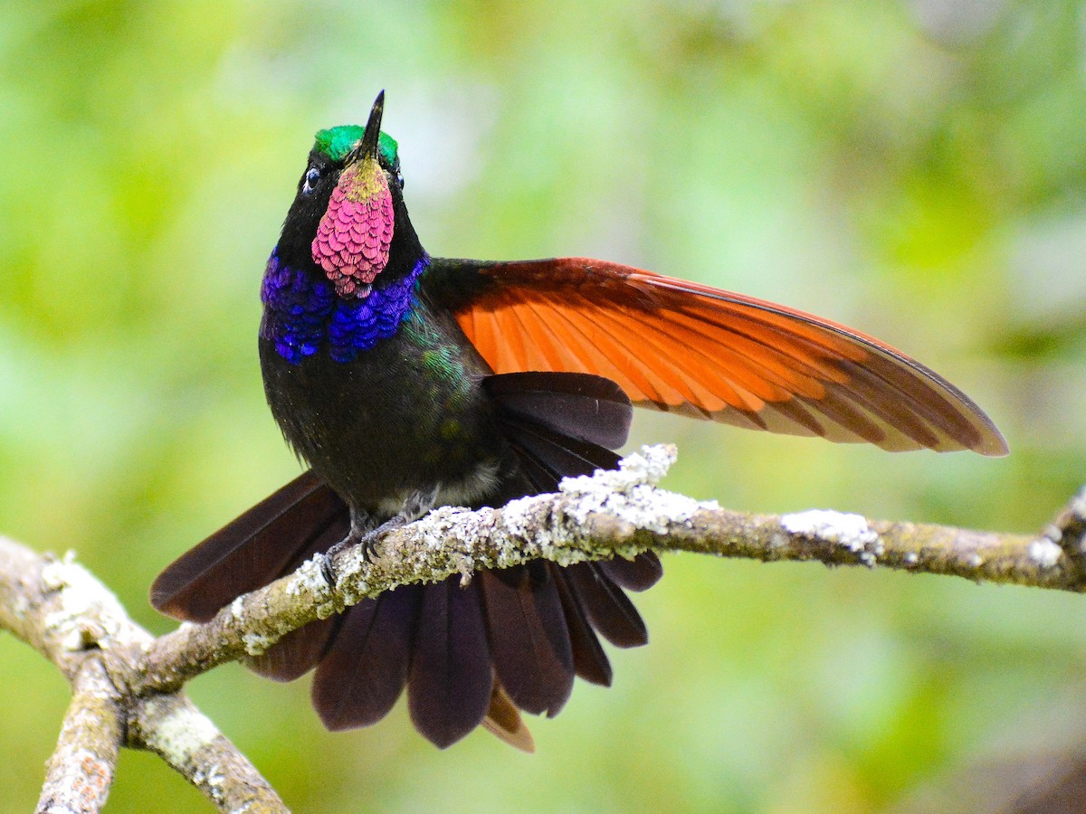 Garnet-throated Hummingbird - ML644620901