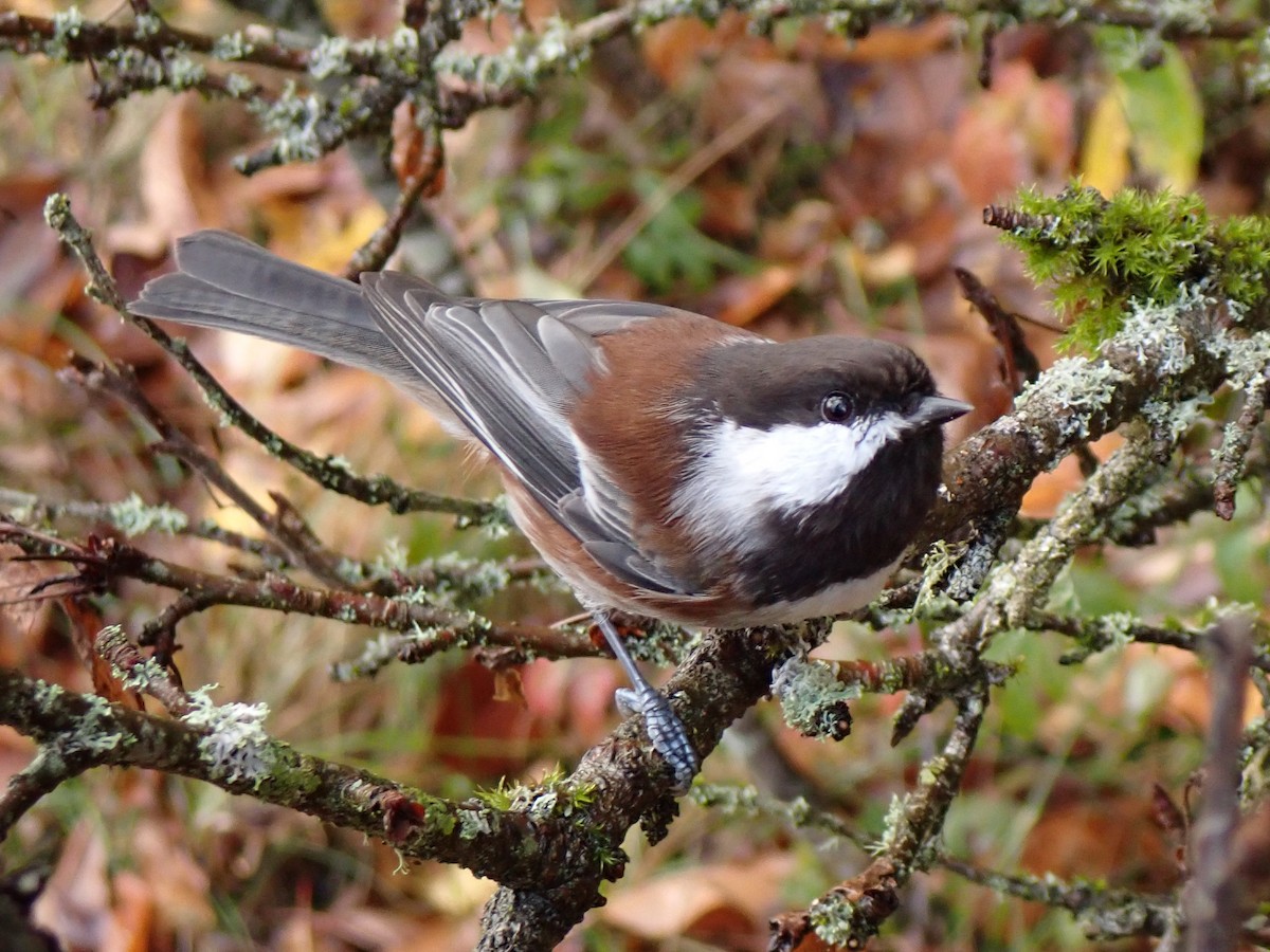 Chestnut-backed Chickadee - ML644620902