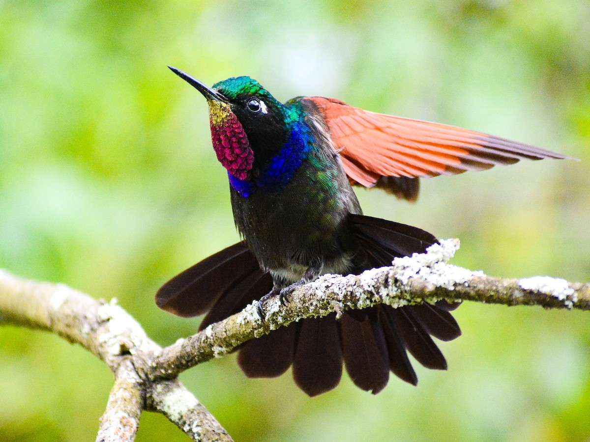 Garnet-throated Hummingbird - ML644620908