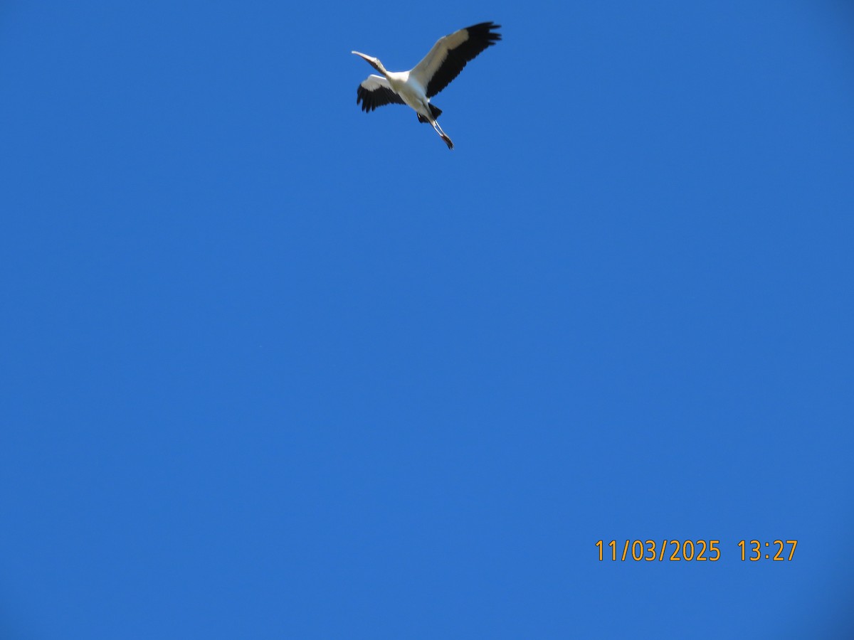 Wood Stork - ML644620911
