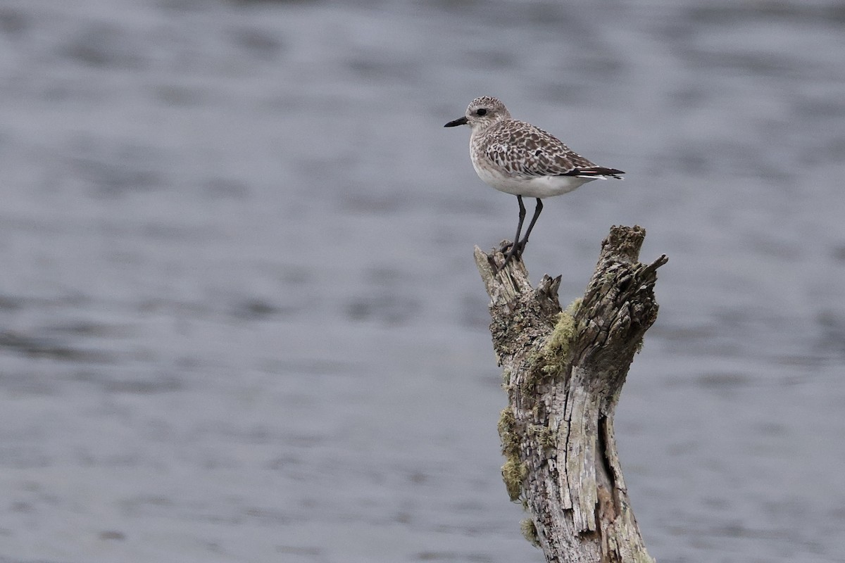 Буурал сүвээ цагаан - ML644620933