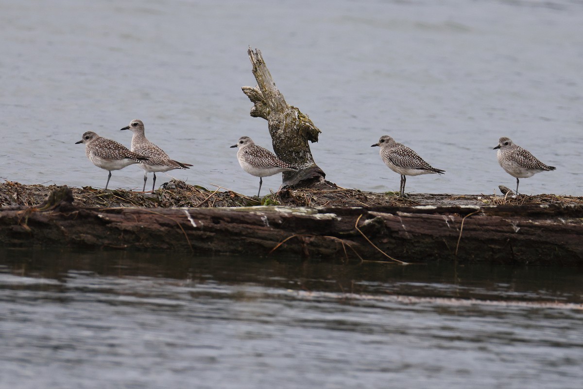 Буурал сүвээ цагаан - ML644620934