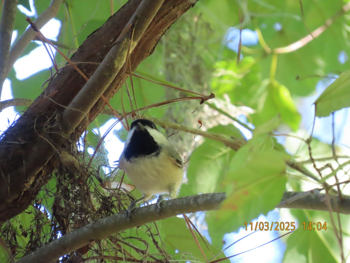 Carolina Chickadee - ML644620935