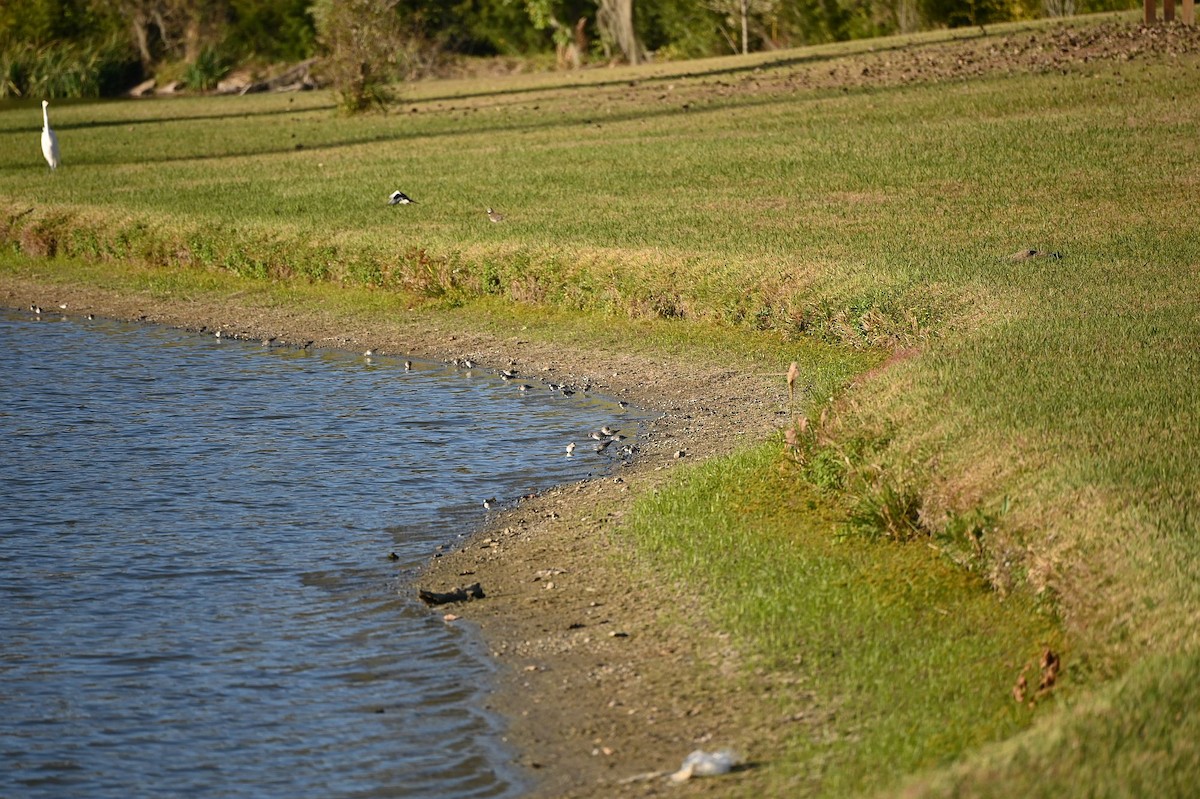 jespák drobný - ML644620936