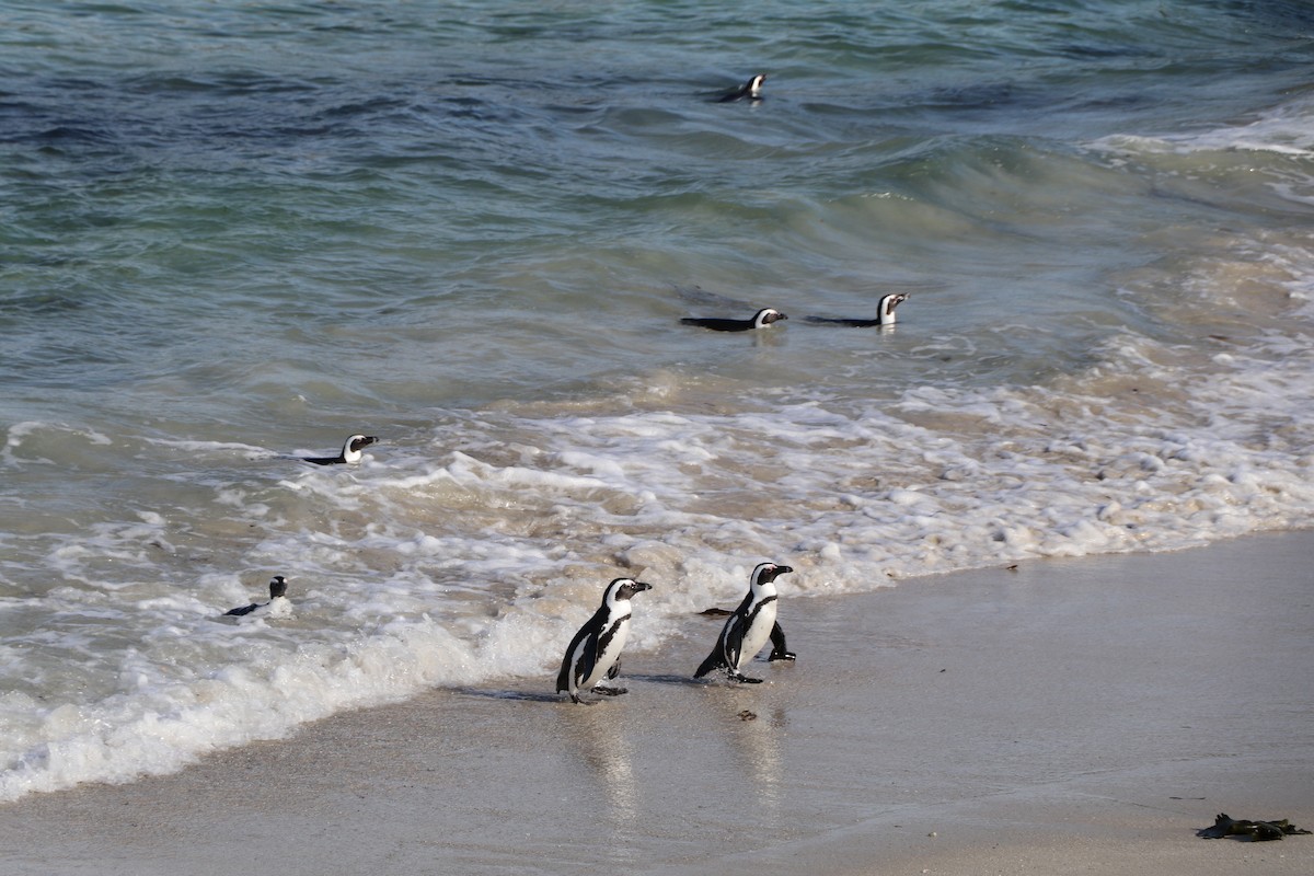 African Penguin - ML644620940