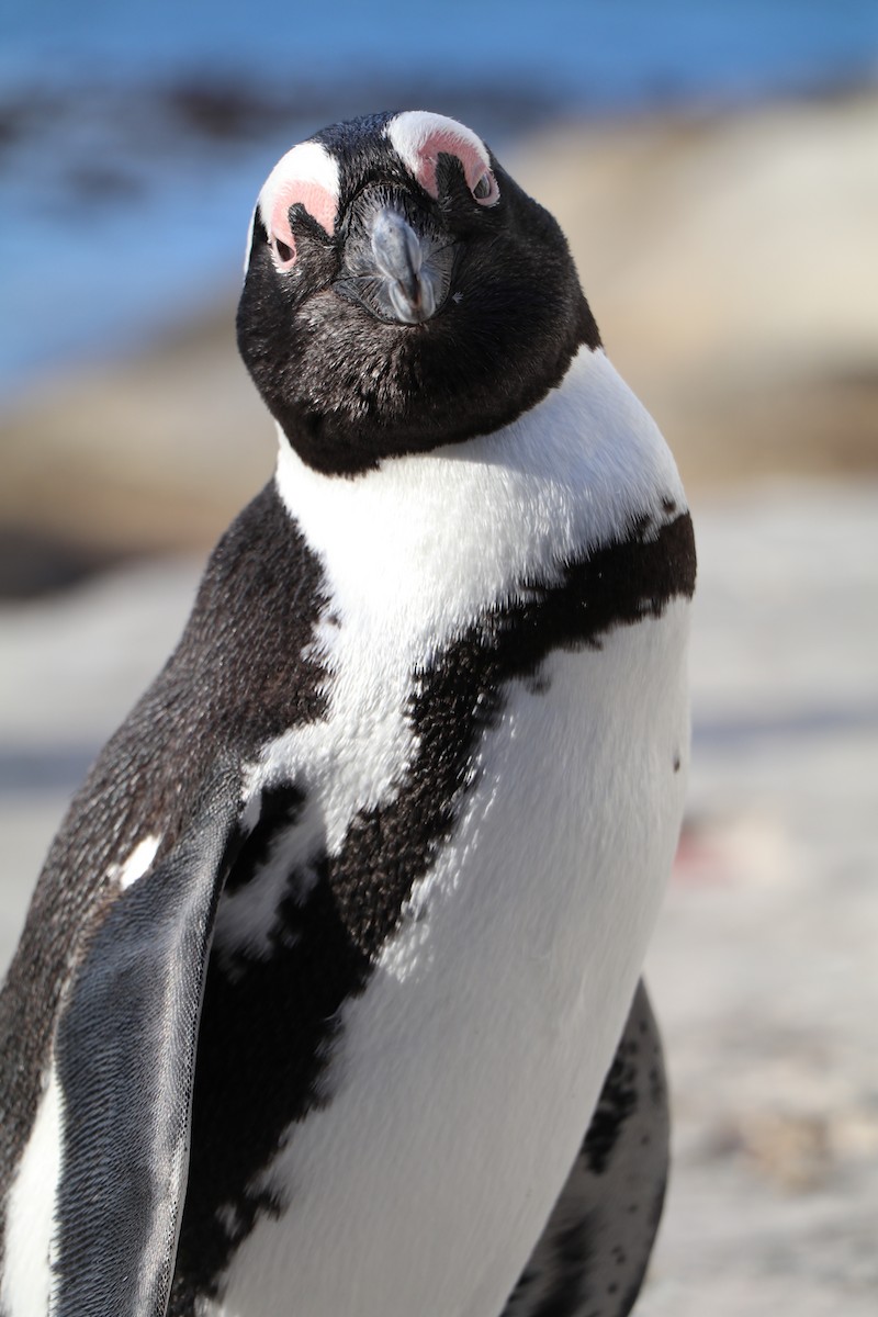 African Penguin - ML644620943