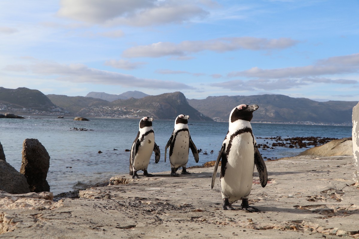 African Penguin - ML644620944