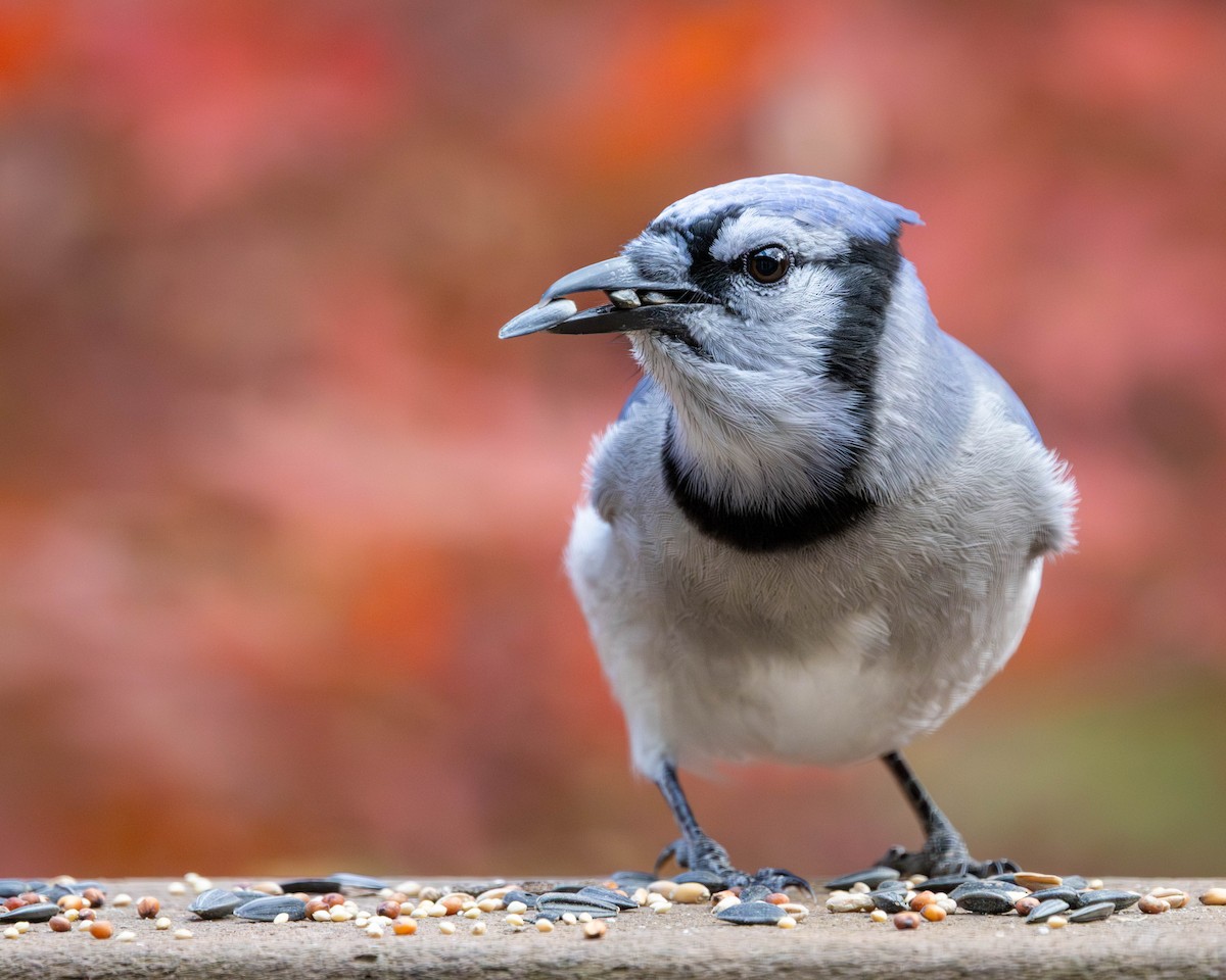 Blue Jay - ML644620945