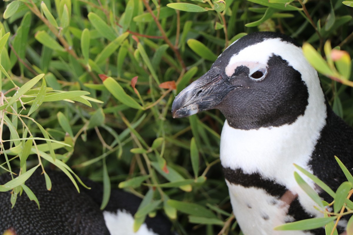 African Penguin - ML644620947