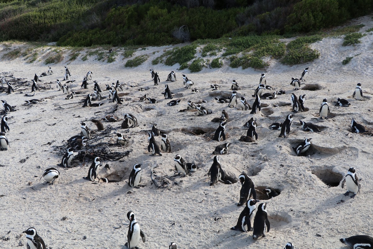 African Penguin - ML644620949