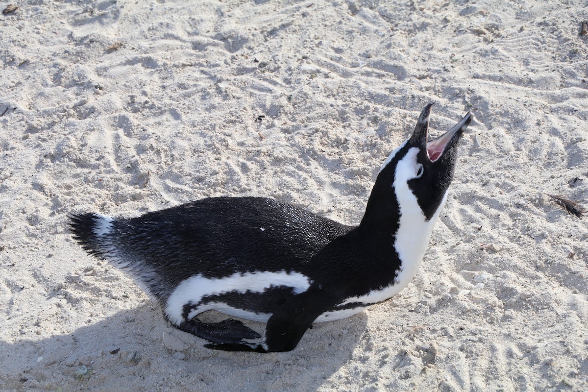 African Penguin - ML644620950