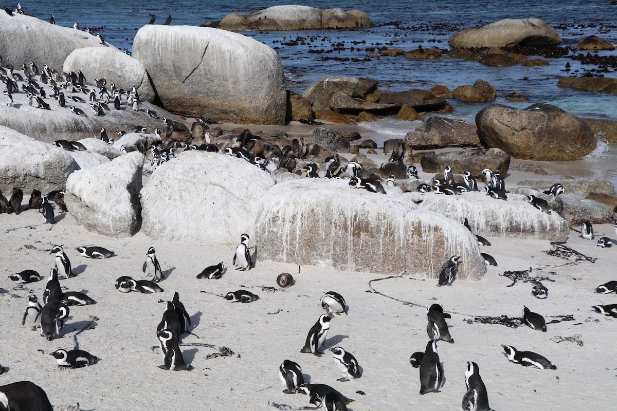 African Penguin - ML644620951