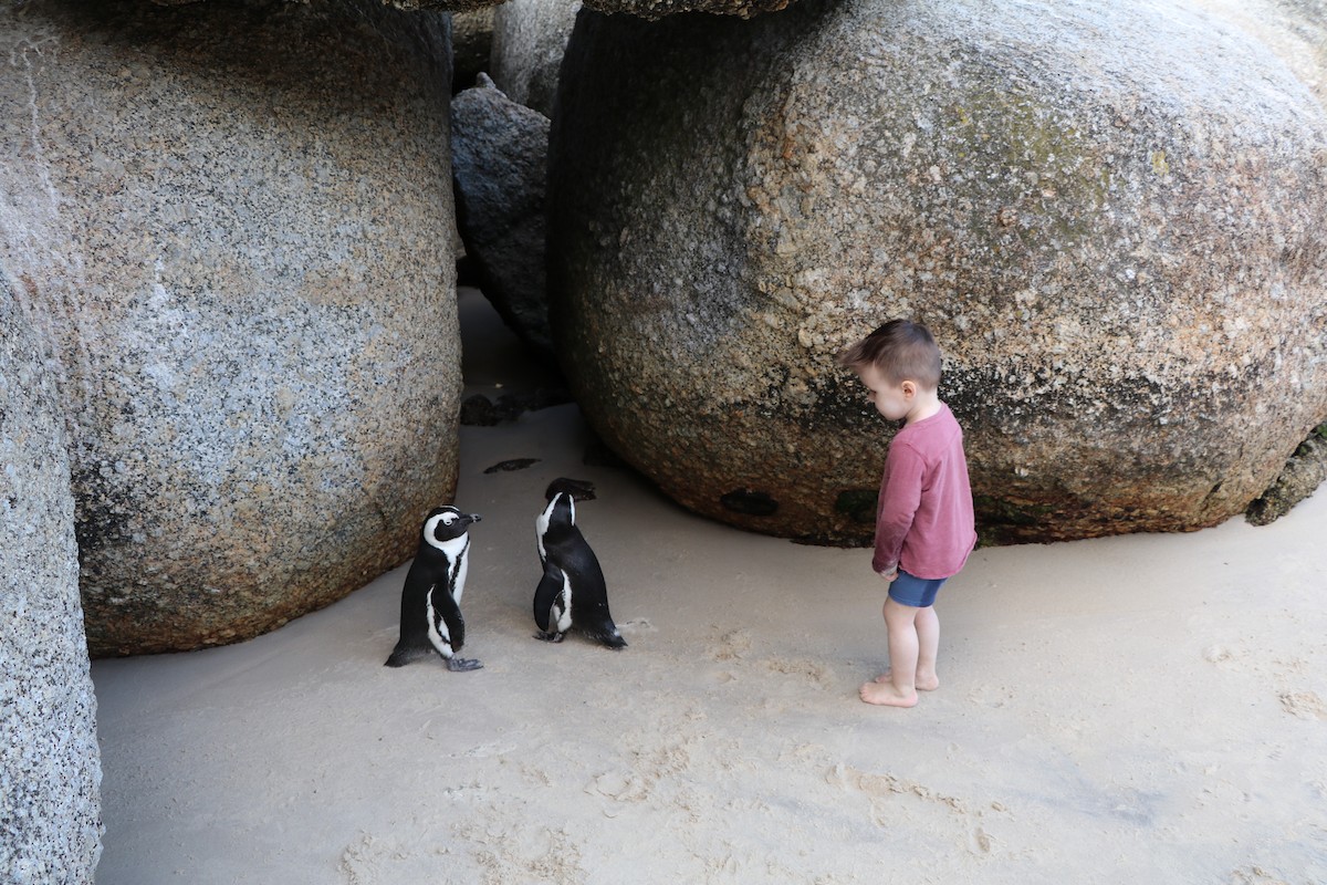 African Penguin - ML644620952