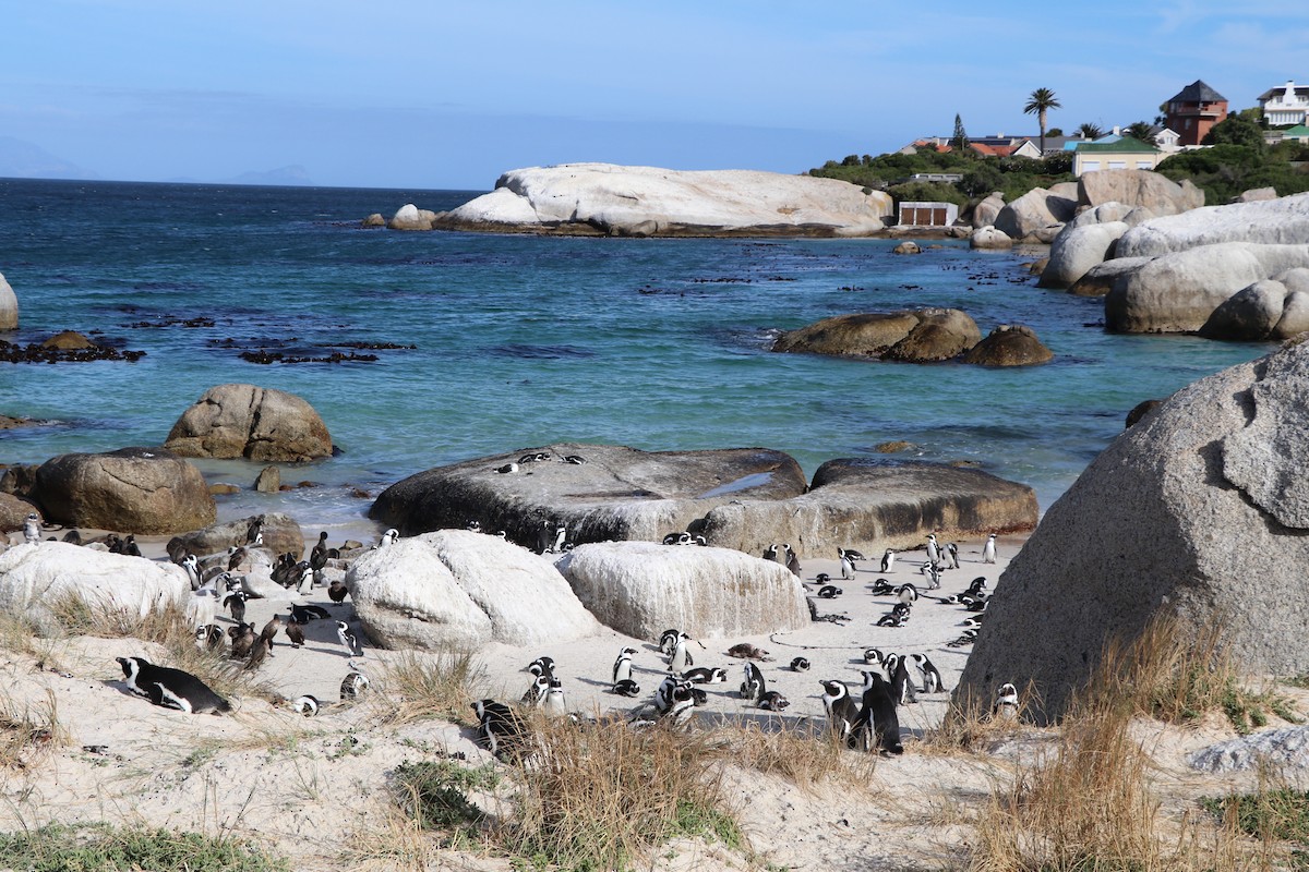 African Penguin - ML644620953