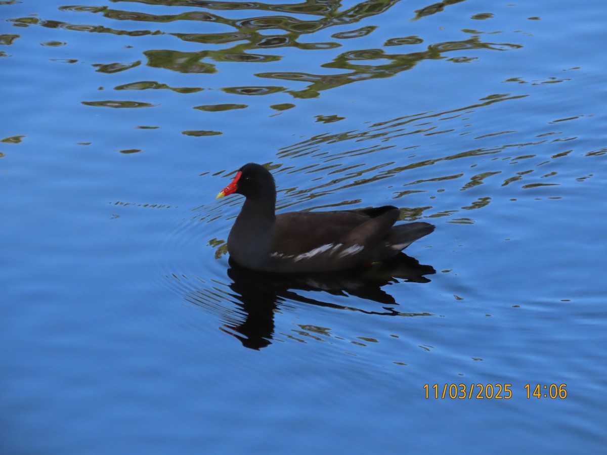 Common Gallinule - ML644620954