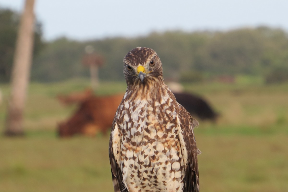 Red-shouldered Hawk - ML644620956