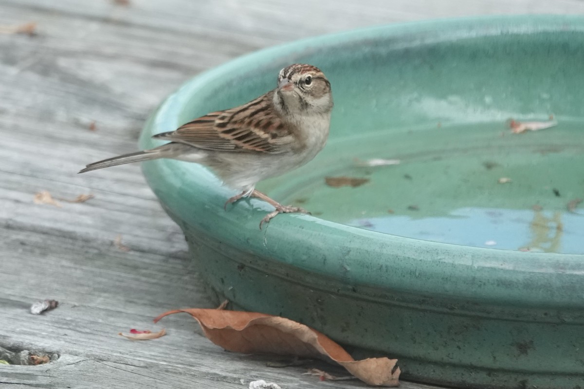 Cırcır Sesli Serçe - ML644620967