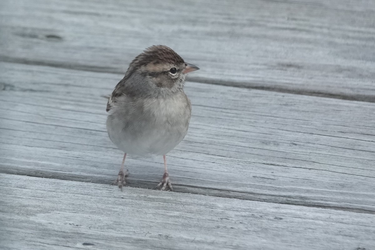 Cırcır Sesli Serçe - ML644620968