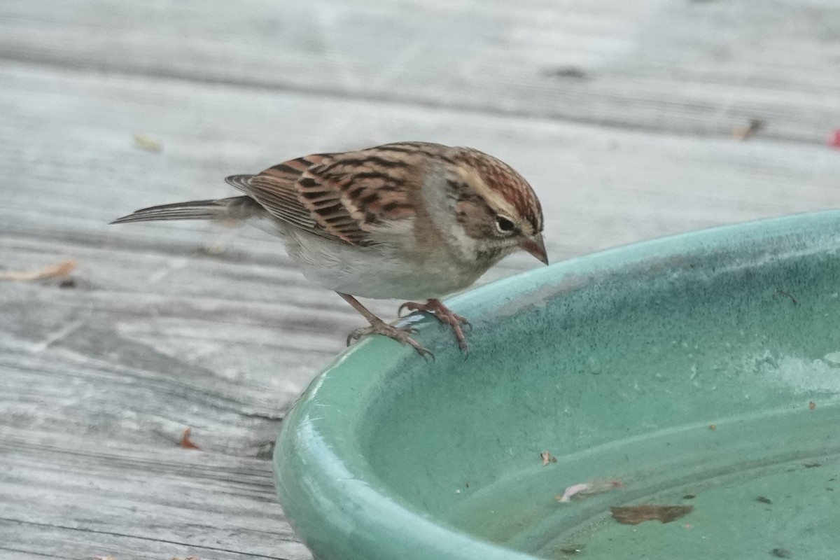 Cırcır Sesli Serçe - ML644620970