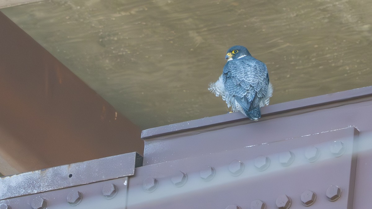 Peregrine Falcon - ML644620979