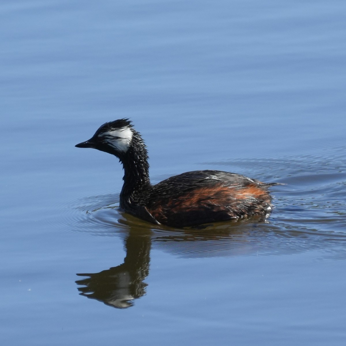 White-tufted Grebe - ML644620989