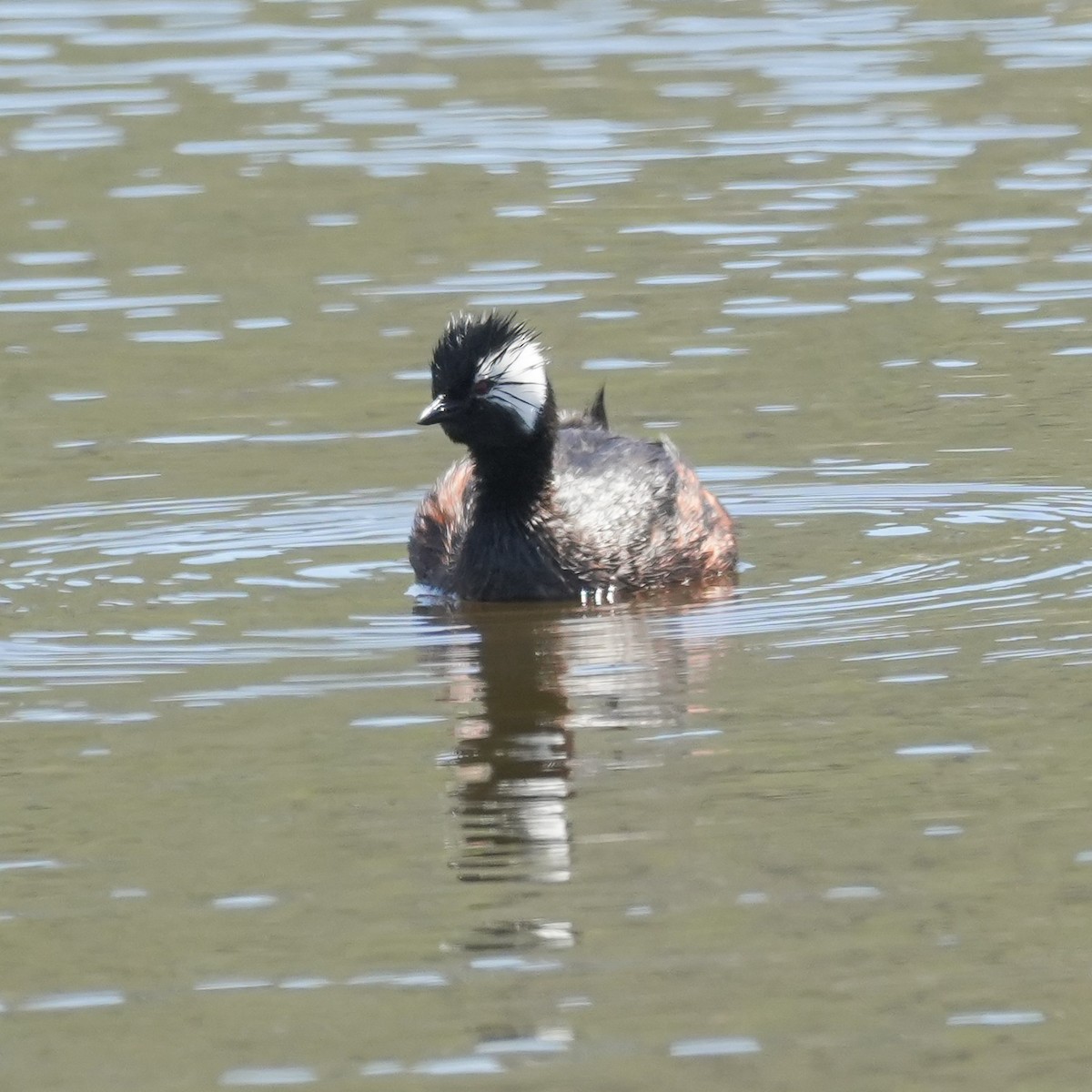 White-tufted Grebe - ML644620990