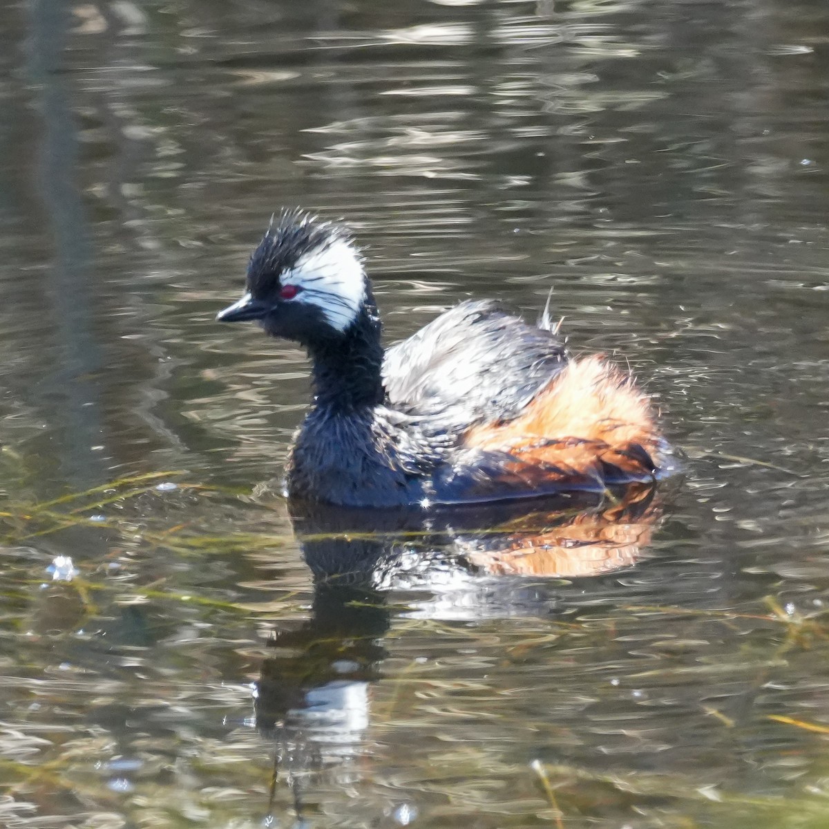 White-tufted Grebe - ML644620992