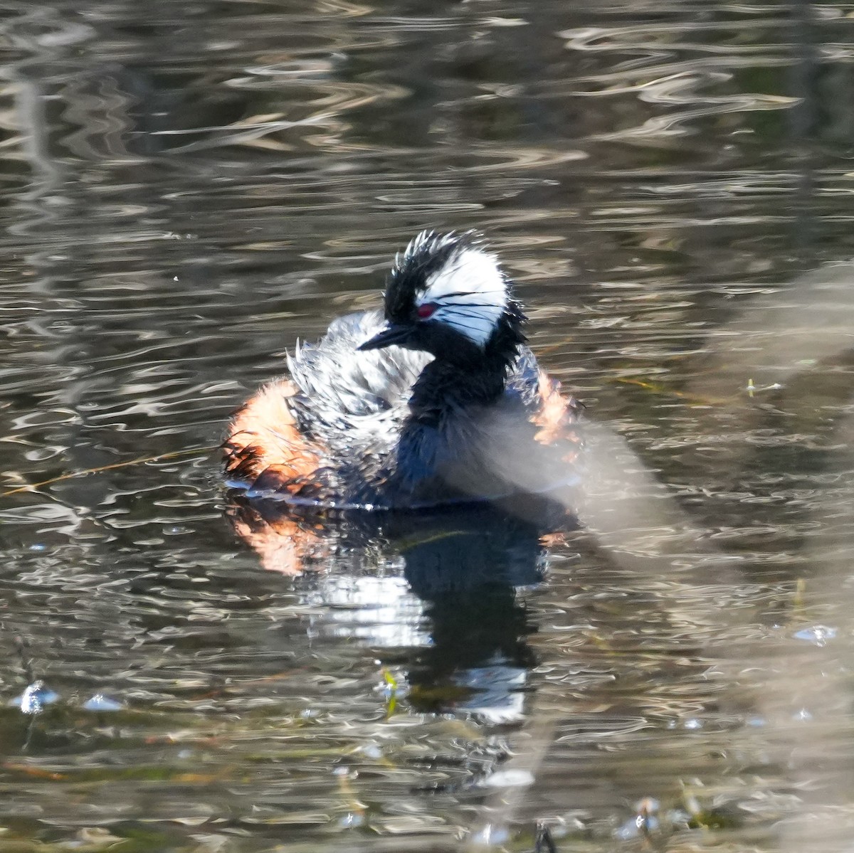 White-tufted Grebe - ML644620993