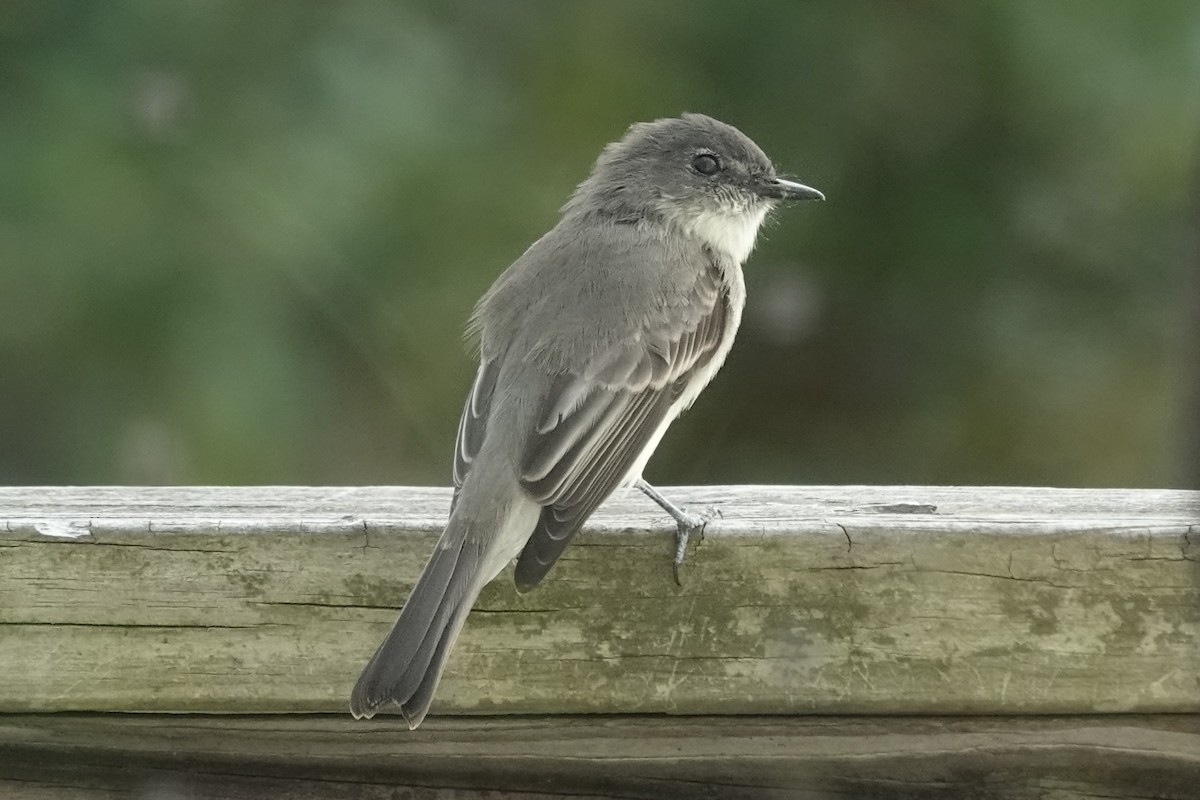 Mosquero Fibí - ML644621012